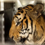 1771666518-a4dba9b67cf54c1c9da7b162dfbc1b74