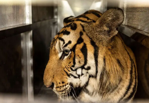 1771666518-a4dba9b67cf54c1c9da7b162dfbc1b74