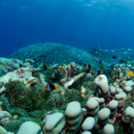 Biopixel_-_Richard_Fitzpatrick-007_f1df227bfa51dd20