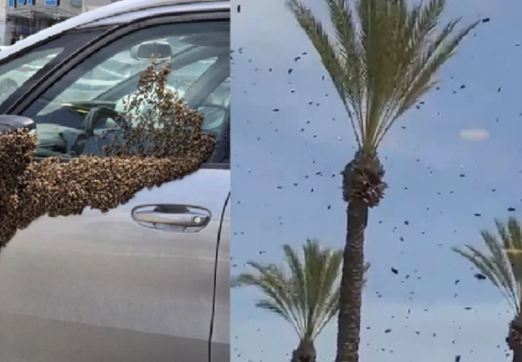 ইসরায়েল-2