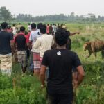 লালমনিরহাটে-ভারতীয়-সীমান্ত-পেরিয়ে-আমঝোলা-সীমান্তে-বাঘের-হানায়-আহত
