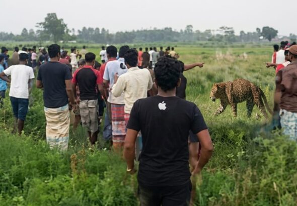 লালমনিরহাটে-ভারতীয়-সীমান্ত-পেরিয়ে-আমঝোলা-সীমান্তে-বাঘের-হানায়-আহত