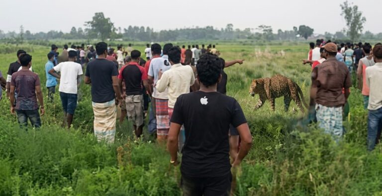 লালমনিরহাটে-ভারতীয়-সীমান্ত-পেরিয়ে-আমঝোলা-সীমান্তে-বাঘের-হানায়-আহত